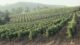 Wine vineyards with a gentle haze in the distance