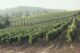 Wine vineyards with a gentle haze in the distance