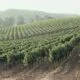 Wine vineyards with a gentle haze in the distance