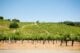 wine vineyards set against a gentle hill