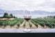 Wine glass on a ledge, rows of vineyards in the background out of focus